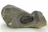 Big, Fat Gerastos Trilobite Fossil - Morocco #311058-3